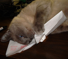 a cat opening a mail envelope